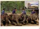 ELEPHANTS -    Thailande - Olifanten