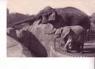 Un ELEPHANT D´ASIE Femelle Et MICHELINE, Jeune Eléphant D´AFRIQUE -  Parc Zoologique  Du  Bois De VINCENNES   - N° 294 - Olifanten