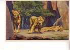 LION Et LIONNES Sur Leur Plateau    -  N°  153 -  Parc Zoologique  Du  Bois De VINCENNES - Lions