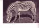 Un ZEBRE De  GREVY     -  N°  277 -  Parc Zoologique  Du  Bois De VINCENNES - Zebra's