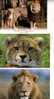 Carte Postale De Lion / Lion Postcards - Leoni