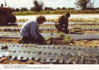 Plougasnou Finistère Plantation D'échalotes - Cultivation