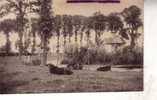 Carte Ancienne De France - Old - Vintage France Postcard - Vache - Stieren