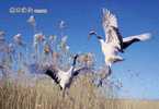 Bird, Grúa,  Crane,  Guindaste,  Gru,  Kran,  Grue,  Kraan, Pre-stamped Postcard, Postal Stationery - Aves Gruiformes (Grullas)