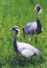 Bird, Grúa,  Crane,  Guindaste,  Gru,  Kran,  Grue,  Kraan, Pre-stamped Postcard, Postal Stationery - Aves Gruiformes (Grullas)