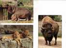 Carte D´Animaux - Lion - Bison - Hippopotame - Animal Postcard / Hippopotamus - Lion & Bison - Hippopotames