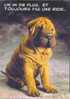 BELGIE/BELGIQUE - 1997 : Postogr 108F** : HOND,CHIEN,DOG,RIMPEL,RIDE,WRINKLE, - Andere & Zonder Classificatie