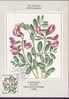 ISLANDE CARTE MAXIMUM NUM YVERT  583 FLEURS - Cartoline Maximum