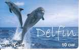 Dauphin / Delfin - Calling Card - Delfini