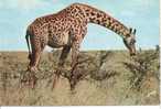 GIRAFE-animaux D´afrique En Liberté - Girafes