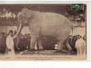 ELEPHANT FRITZ PENSIONNAIRE AU CIRQUE BARNUM MORT A TOURS LE 11JUIN 1902 OFFERT AU MUSEE DE TOURS - Tours