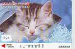 CHAT Cat KATZE Poes KAT Gato GATTO (1282) - Katzen