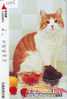 CHAT Cat KATZE Poes KAT Gato GATTO (1295) - Katzen