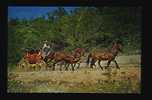 Scenic Stagecoach Ride - Dogpatch - Arkansas - Autres & Non Classés
