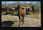 Texas Longhorns - Stieren