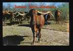 Texas Longhorns - Tauri