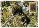 SINGE MONKEY CHIMPANZE WWF - Apen