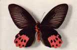 Thème PAPILLON / PAPILIO HORISHANUS  ( Voir Scans) - Schmetterlinge
