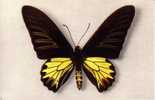 Thème PAPILLON / PAPILIO AECUS KAGUYA  ( Voir Scans) - Schmetterlinge