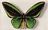 Thème PAPILLON / ORNITHOPTERA ARUANA  ( Voir Scans) - Farfalle