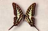 Thème PAPILLON / PAPILIO ANTHEUS  ( Voir Scans) - Vlinders