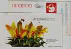 Honeybee,Bee,Insect,Flowe   R,China  2001 Sunlight Media Advertising Postal Stationery Card - Bienen