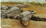 TARJETA DE BRASIL DE UN COCODRILO (COCODRILE) - Krokodile Und Alligatoren