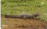 TARJETA DE BRASIL DE UN COCODRILO (COCODRILE) - Crocodiles And Alligators