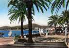 Delcampe - 83 STR MAXIME Sur MER Place Des Palmiers - Sainte-Maxime