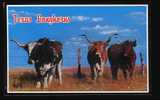 Famous Texas Longhorns - Toros