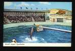 Dolphin - World's Largest Aquatheatre - Aquatarium Is Located On The Gulf Of Mexico St. Petersburg Beach, Florida - Dolfijnen