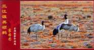 Bird, Crane,   Pre-stamped Postcard, Postal Stationery - Grues Et Gruiformes