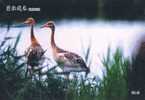 Bird, Grúa,  Crane,  Guindaste,  Gru,  Kran,  Grue,  Kraan, Pre-stamped Postcard, Postal Stationery - Grues Et Gruiformes