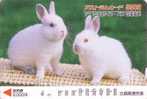 LAPIN / 2 Lapins Albinos Sur Une Natte - RABBIT - KANINCHEN - CONEJO - KONIJN - AY - Rabbits