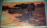 Animals,Buffalo,Art,Painting,Signatured,J.Popp,vintage Postcard - Stiere