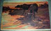 Animals,Buffalo,Art,Painting,Signatured,J.Popp,vintage Postcard - Tauri