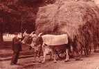 CPA. TERROIR PYRENEEN.  Un Attelege De Paysan.  (animée)    191?. - Midi-Pyrénées