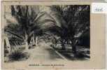 - CONGO - BANANA - AVENUE DES COCOTIERS (1705) - Other & Unclassified