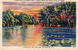 WILMINGTON [Caroline Du Nord ~ Etats Unis] - Greenfield Lake And Park. Cypress Trees And Water Lilies At Sunset - Wilmington