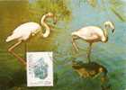 Portugal / Maxi Card / Flamingo - Flamingo's