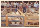 Saint Vincent Sur Jabron Foire Aux Agnelles Moutons Sheep - Kermissen