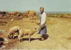 Mme Digard Agricultrice à Auderville Manche Moutons Sheep - Viehzucht
