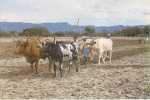 Siempra (Tarija) Foto Ricardo Villazon D. Attelage De Boeufs - Bolivia