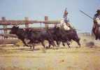 Camargue Gardians Chevaux Taureaux Taureaux Et Gardians Arrivant Au Trial - Veeteelt