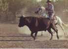 Camargue Gardians Chevaux Taureaux Gardian Et Taureau - Veeteelt