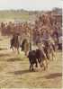 Camargue Gardians Chevaux Taureaux Une Abrivado - Viehzucht