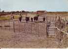 Camargue Gardians Chevaux Taureaux En Camargue - Elevage