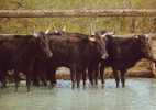 Camargue Gardians Chevaux Taureaux Dans Les Marais - Veeteelt