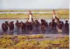 Camargue Gardians Chevaux Taureaux Camargue Terre Des Grands Espaces - Veeteelt