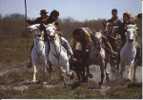 Camargue Gardians Chevaux Taureaux Ferrade - Elevage